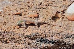 Platysaurus minor