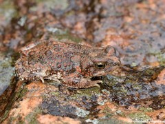 Poyntonophrynus fenoulheti