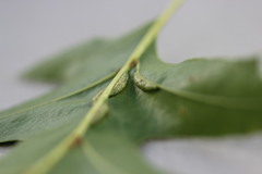 Macrodiplosis qoruca