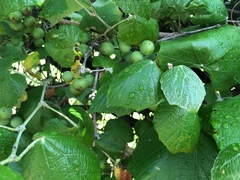 Vitis mustangensis