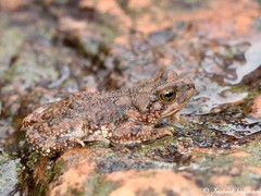 Poyntonophrynus fenoulheti