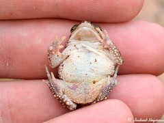 Poyntonophrynus fenoulheti