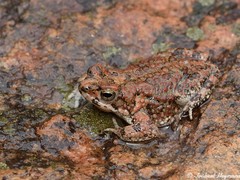 Poyntonophrynus fenoulheti