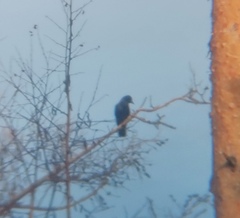 Corvus cornix × corone