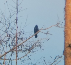 Corvus cornix × corone