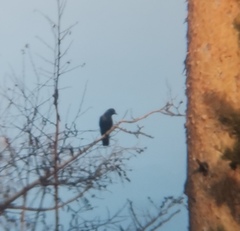 Corvus cornix × corone