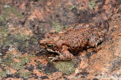 Poyntonophrynus fenoulheti