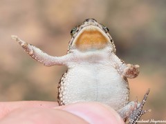 Poyntonophrynus fenoulheti