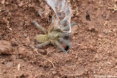 Pterinochilus lapalala