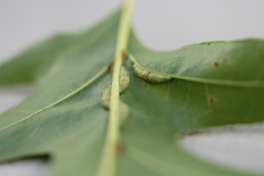 Macrodiplosis qoruca