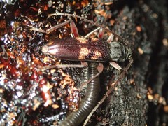 Phoracantha punctata