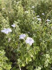 Barleria heterotricha