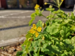 Chelidonium majus