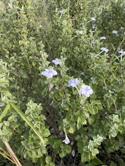 Barleria heterotricha