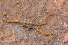 Uroplectes planimanus