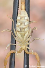 Uroplectes planimanus