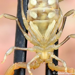 Uroplectes planimanus