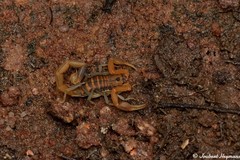 Uroplectes planimanus