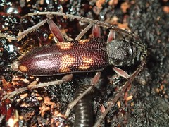 Phoracantha punctata