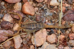 Uroplectes planimanus