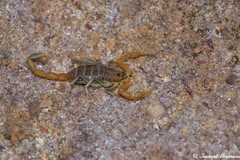 Uroplectes planimanus