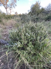 Barleria heterotricha