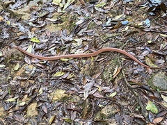 Oreocryptophis porphyraceus