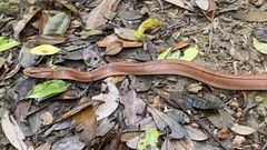 Oreocryptophis porphyraceus