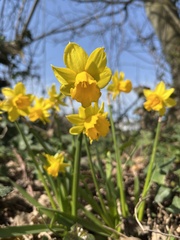 Narcissus bulbocodium