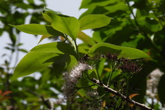 Ehretia longiflora