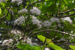 Ehretia longiflora