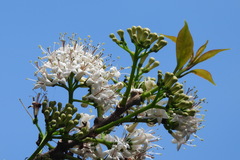 Ehretia longiflora