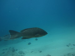 Mycteroperca rosacea