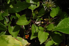 Clematis akoensis