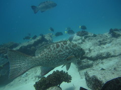 Mycteroperca rosacea