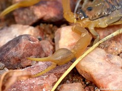 Uroplectes planimanus