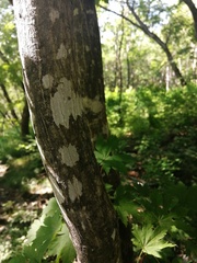 Acer pseudosieboldianum