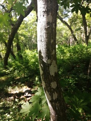 Acer pseudosieboldianum