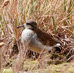 Phegornis mitchellii