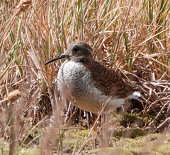 Phegornis mitchellii