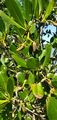 Rhizophora mangle image