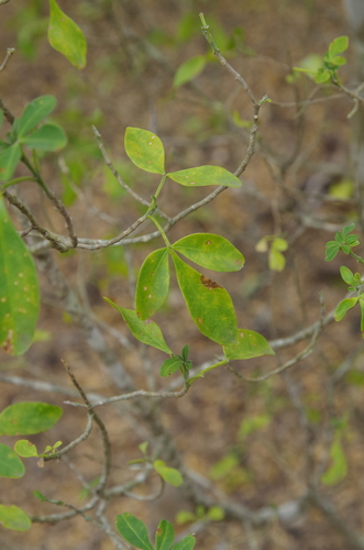 Image of Helietta parvifolia by (c) Eric Knight, some rights reserved (CC BY)