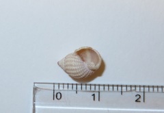 Nassarius conoidalis