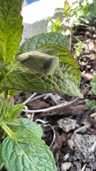 Nezara viridula