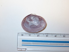 Nuttallia japonica