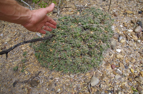Pelecyphora macromeris