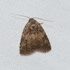 Tolpia conscitulana