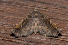 Esthlodora variabilis