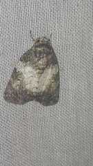 Blenina
