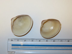 Meretrix